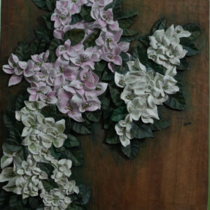 Pink Bougainvillea